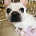 フレンチブルドッグ  雌　一歳　小さめ