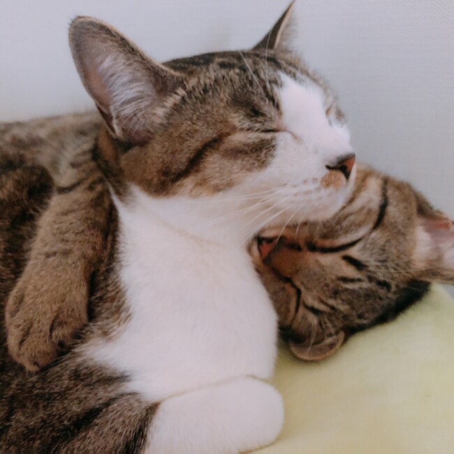 ちなぱーのカバー写真