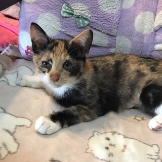 3ヶ月 4兄妹の三毛の女の子