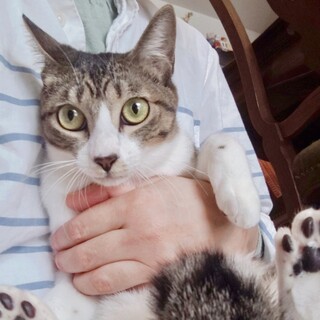 丸顔仲良しキジシロ兄妹ペアで