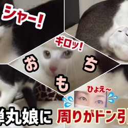 【子猫おもち】強烈な白い弾丸娘
