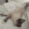 ニチロ