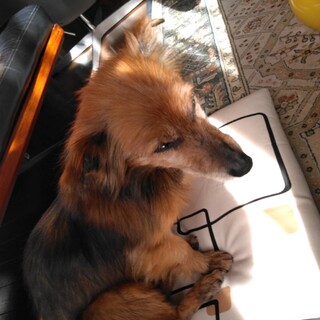 静かで控えめなボボ君⭐️