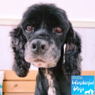 「ククル」アメコカ♀