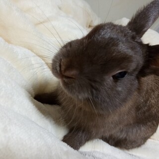 名前はだんごでーす！