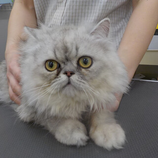 最初は人見知りですが慣れると甘えん坊です。