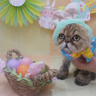 ビビりんぼですが穏やかでいい子ですよ