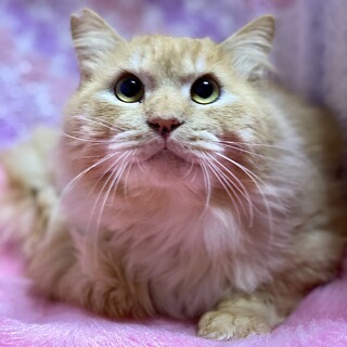 イケメン★ソルト君