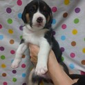 生後40日位の兄妹子犬たちの家族募集！！