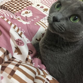 9歳になるロシアンブルーです