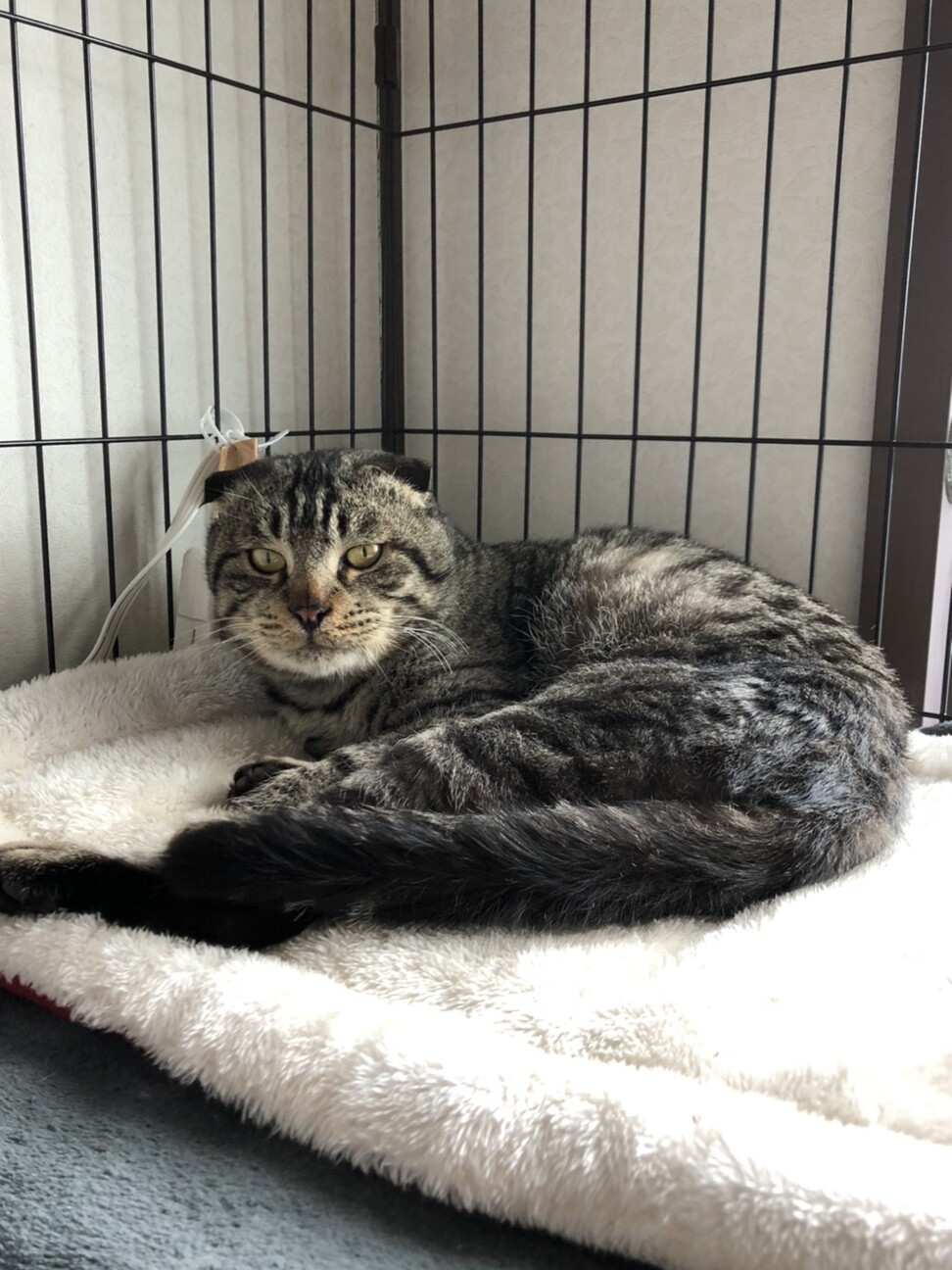 スコティッシュフォールド 山口県 猫の里親募集 3064 ペットのおうち 月間利用者150万人