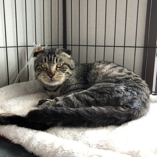 スコティッシュフォールド？ 甘えん坊くん 動画あり