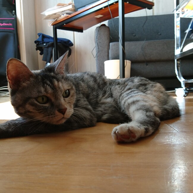 大阪まぁのカバー写真