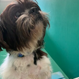 元気いっぱい賢いマー君☆里親大募集