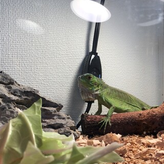 イグアナ　ヤング