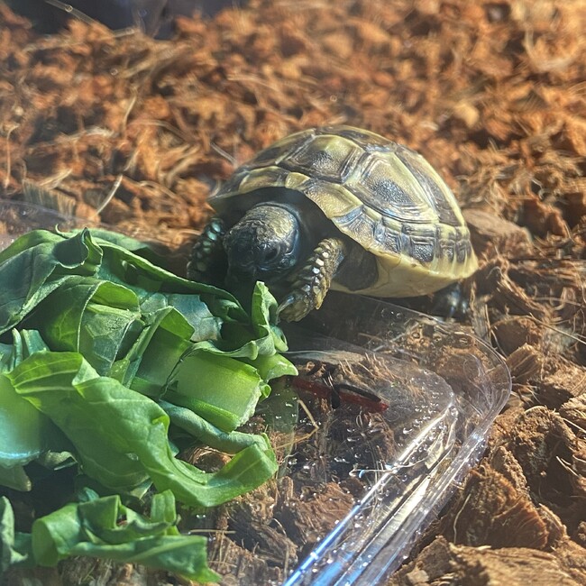 Touyaのカバー写真