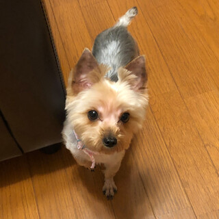 【ヨーキー♀1歳】です。キリッ♪ 