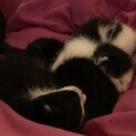 ☆ハチワレの赤ちゃん猫の里親募集中☆