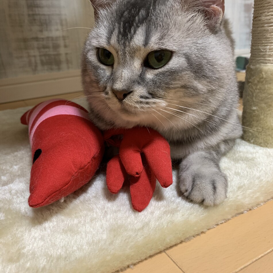 かいりのカバー写真