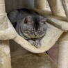 キャットタワー満喫