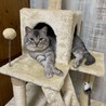 手がモデル風