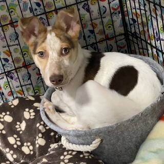 この子を助けてください。