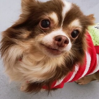 名前を呼ぶと走ってきます♪はちちゃん