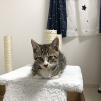ちょろ