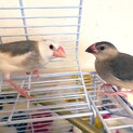 文鳥 2羽の里親募集　白文鳥&並文鳥
