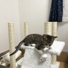 猫りゅう