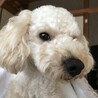 ボン・ジョヴィ