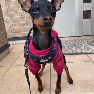 肛門鎖肛なんて負けない天真爛漫の甘えん坊さんです。