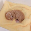 産まれて間もない子猫