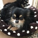 小さめチワワ