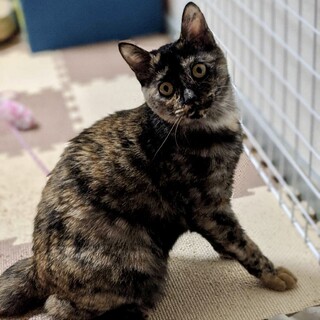 【1匹譲渡相談】家族にはスリゴロ甘えん坊なサビ