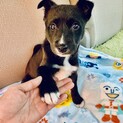 里親さま決まりました☆