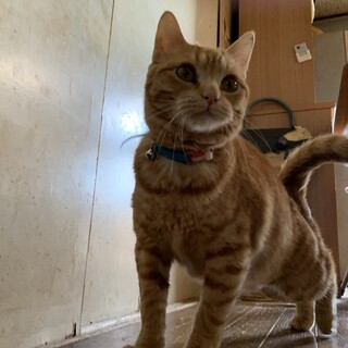 甘えんぼの可愛いぽっちゃり茶トラの男の子!!