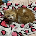 成猫マンチカン♂