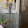 健康診断などの時のためのキャリーに慣らそうとしていたら寝ちゃいました