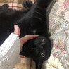 ねこ4949