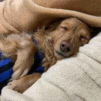コロン