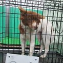 4/10殺処分‼頭が茶色で可愛い模様の女の子泣