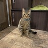 クリクリお目目が特長的　甘えん坊なペーター君 サムネイル2