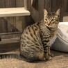 クリクリお目目が特長的　甘えん坊なペーター君 サムネイル3
