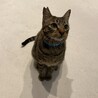 クリクリお目目が特長的　甘えん坊なペーター君 サムネイル4