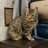 クリクリお目目が特長的　甘えん坊なペーター君 サムネイル5