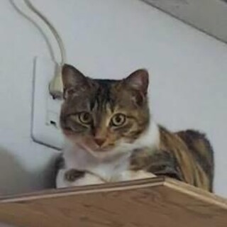 ルンルン♡子猫とともにしあわせにゃんこになりました