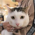 交通事故に遭って奇跡的に回復した　ハク