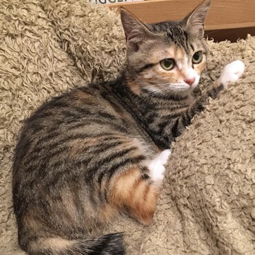 なんか凛々しい