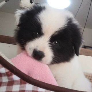 里親決定。おっとりパンダ風ふく君2ヶ月半